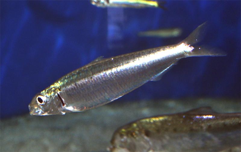 Photo de sardine, crue.