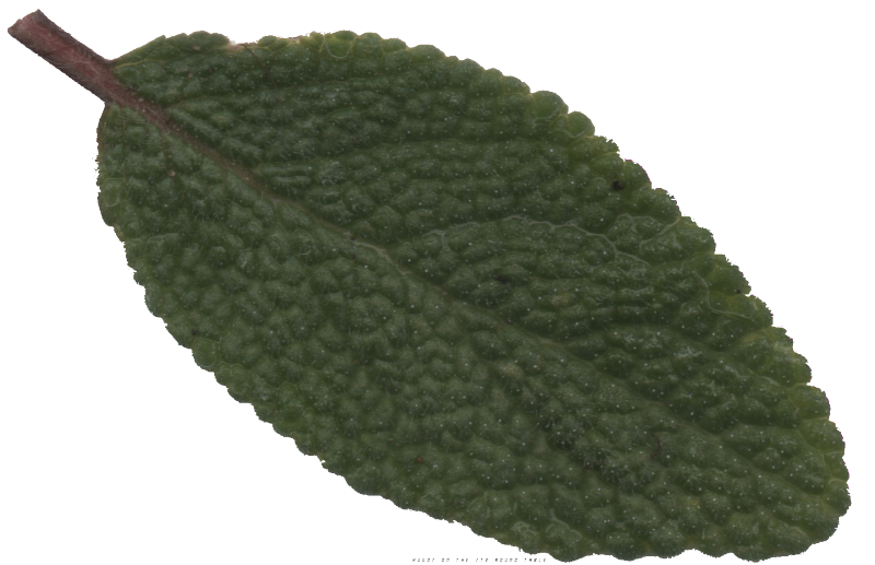Photo d'une feuille de sauge, fraîche.