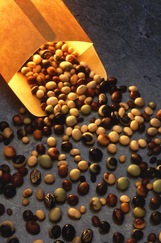 Photo de diverses graines entières de soja.