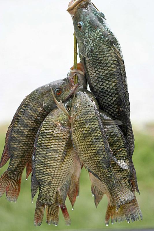 Tilapias, crus.