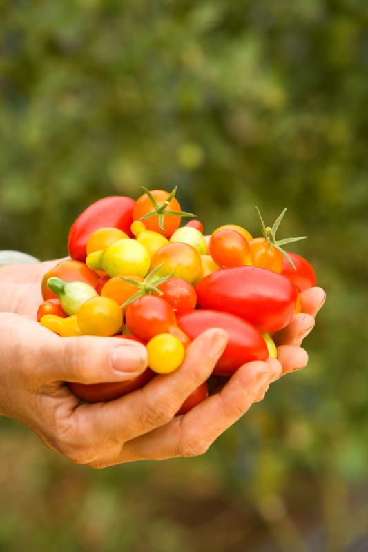 Photo de tomates crues.