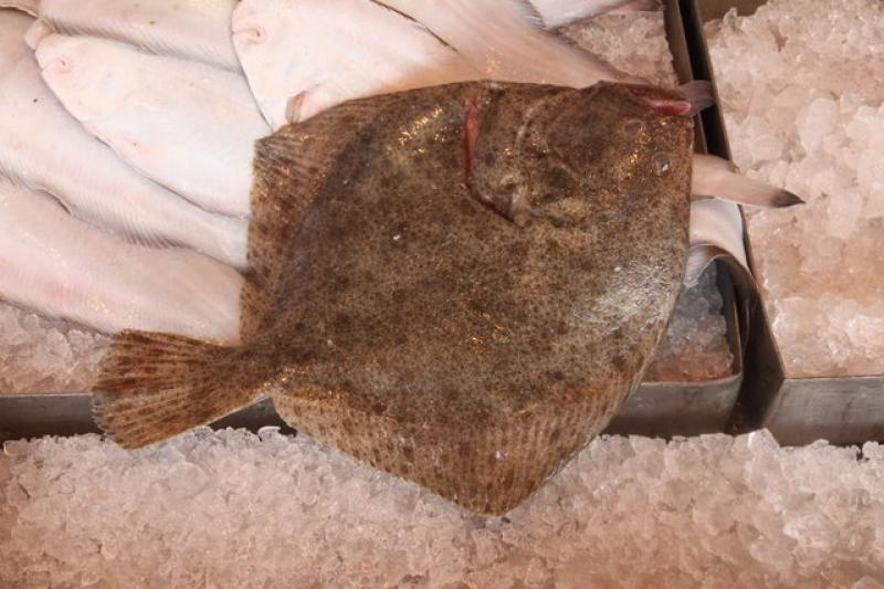 Turbot d'élevage, cru.