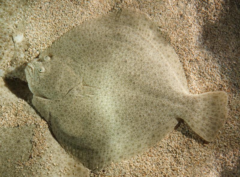 Photo de turbot sauvage, cru.