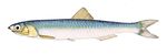  image de l'aliment Anchois commun, cru