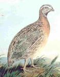  image de l'aliment Caille, viande et peau, crue