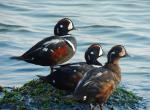  image de l'aliment Canard, viande, crue