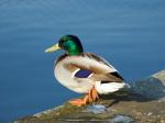  image de l'aliment Canard, viande et peau, cru