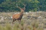  image de l'aliment Cerf, cru