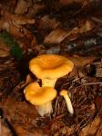  image de l'aliment Champignon, chanterelle ou girolle, crue
