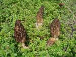  image de l'aliment Champignon, morille, crue