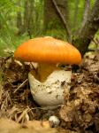  image de l'aliment Champignon, oronge vraie, crue