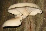 image de l'aliment Champignon, pleurote, crue