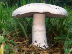  image de l'aliment Champignon, rosé des prés, cru