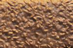  image de l'aliment Chocolat au lait aux fruits secs (noisettes, amandes, raisins, praline), tablette
