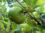  image de l'aliment Citron vert ou Lime, pulpe, cru