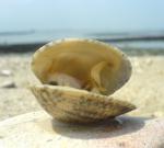  image de l'aliment Clam, Praire ou Palourde, cru