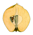  image de l'aliment Coing, cru