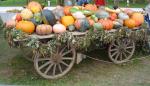  image de l'aliment Courge, crue