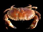  image de l'aliment Crabe, cru