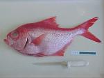  image de l'aliment Dorade rose, ou daurade rose, crue
