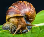  image de l'aliment Escargot, cru