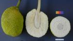  image de l'aliment Fruit à pain, cru