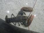  image de l'aliment Homard, cru