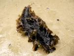  image de l'aliment Kombu royal (Saccharina latissima), séchée ou déshydratée