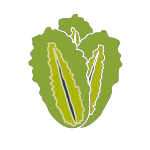  image de l'aliment Laitue romaine, crue