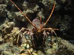  image de l'aliment Langouste, crue