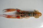  image de l'aliment Langoustine, crue
