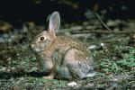  image de l'aliment Lapin, viande crue