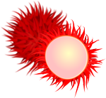  image de l'aliment Litchi, pulpe, cru