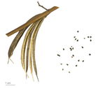  image de l'aliment Meloukhia, feuilles de corète séchées, en poudre