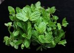  image de l'aliment Menthe, fraîche