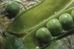  image de l'aliment Petits pois, crus