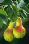  image de l'aliment Poire, pulpe et peau, crue