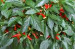 image de l'aliment Poivre de Cayenne ou piment de Cayenne