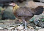  image de l'aliment Poule, viande ,crue