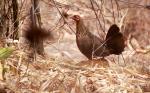  image de l'aliment Poule, viande et peau, crue