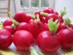  image de l'aliment Radis rouge, cru