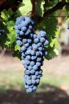  image de l'aliment Raisin, cru