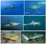  image de l'aliment Requin, cru