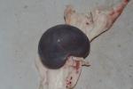  image de l'aliment Rognon, agneau, cru