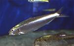 image de l'aliment Sardine, crue