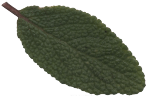  image de l'aliment Sauge, fraîche