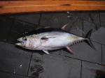  image de l'aliment Thon albacore ou thon jaune, cru
