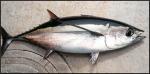  image de l'aliment Thon germon ou thon blanc, cru