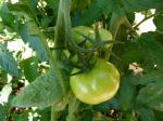  image de l'aliment Tomate verte, crue