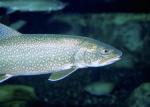 image de l'aliment Truite de mer, crue